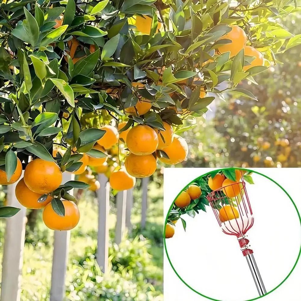 with Basket Fruit Picker Pole  - огляд і ціна Fruit Picker Basket Telescopic Pole