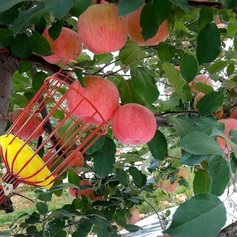 with Basket Fruit Picker Pole  - огляд і ціна Fruit Picker Basket Telescopic Pole