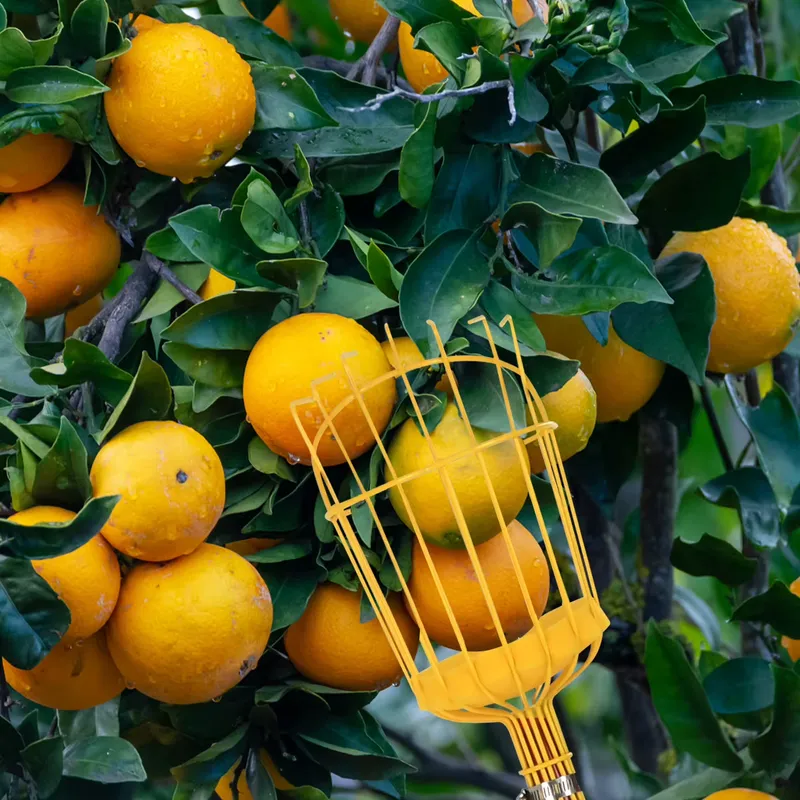 for Winslow & Ross Garden Port - огляд і ціна Fruit Picker Basket Telescopic Pole